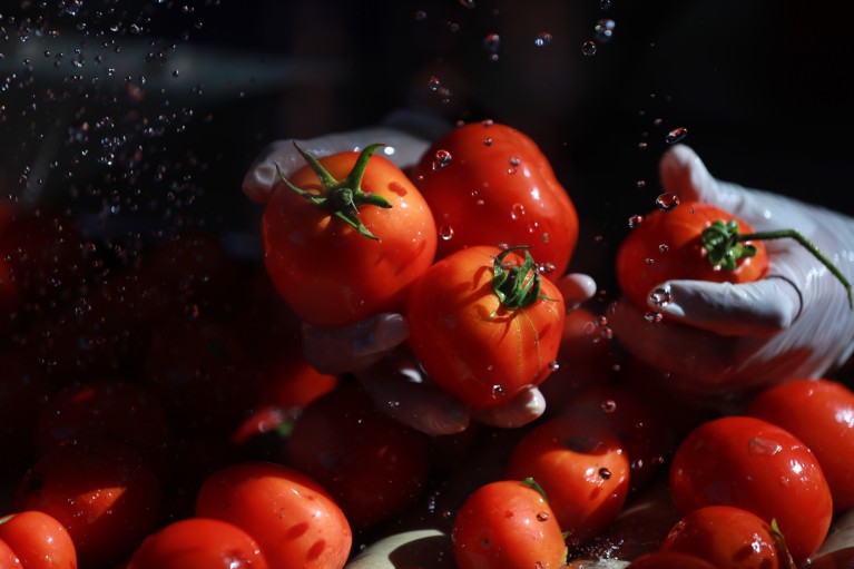 Close-up of white-gloved hands washing red tomatoes