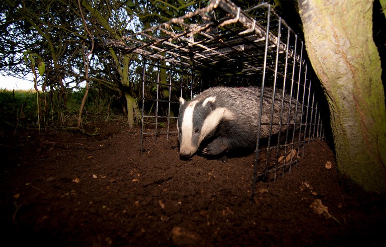 Close-up of a male badger with open cage in a wood, with a tree trunk on the right side.