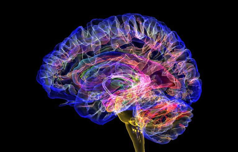 Coloured 3D magnetic resonance imaging (MRI) scan of a sagittal section through a healthy human brain.