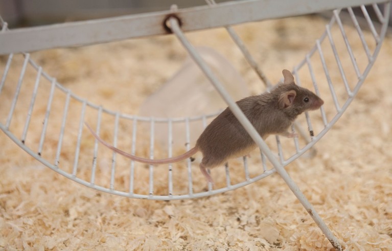 A little brown mouse runs on a white wheel within its enclosure.