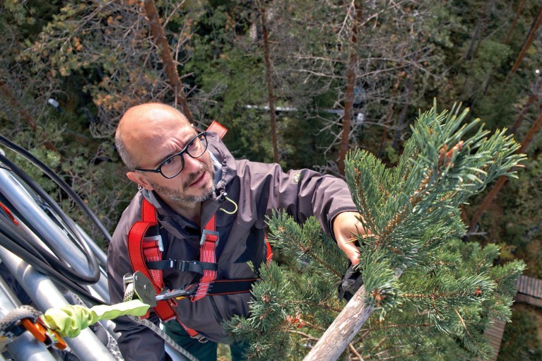 Albert Porcar-Castell above a forest canopy wearing a harness installing a chlorophyll fluorometer to the top of a Scots pine tree