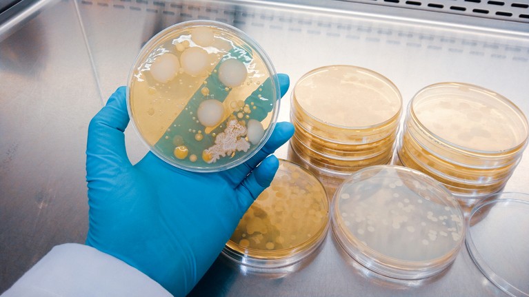 A gloved hand holds a Petri dish while checking an antibiotic in the laboratory.