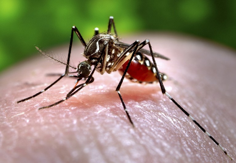 A close-up of a female Aedes aegypti mosquito feeding on human blood.