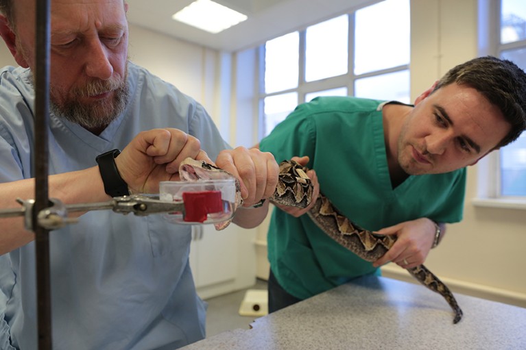 Two men in scrubs carefully milk a viper in a laboratory