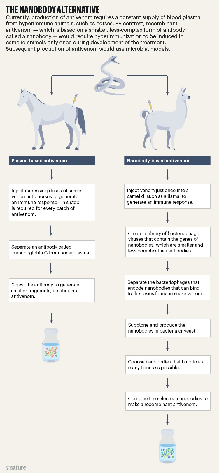 A flow chart shows two paths to produce antivenom – plasma-based and nanobody-based.