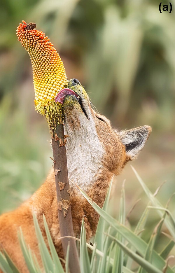 An Ethiopian wolf (Canis simensis) licks nectar from a red red hot poker flower (Kniphofia foliosa).