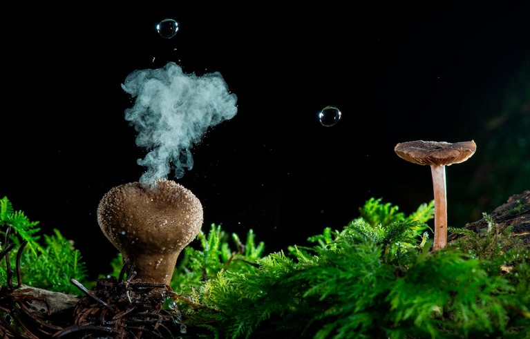 Gocce d'acqua ed esplosione di spore su un palloncino a forma di pera (Lycoperdon piriforme), Francia.