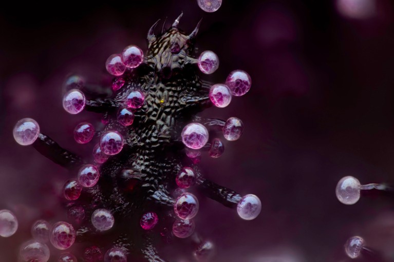 Close up of a leaf of a cannabis plant shows a black cone shape covered in many spikes that end with purple droplets