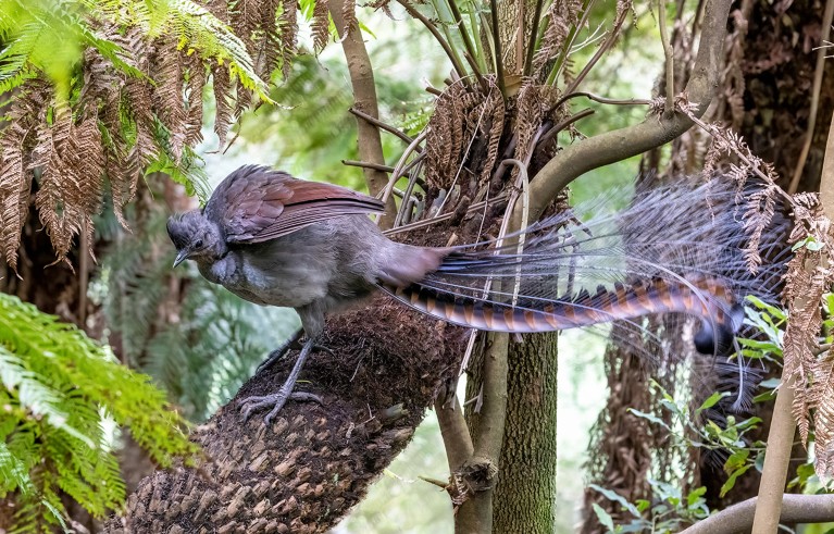 A superb lyrebird perched on a tree fern. This is an adult male side view.