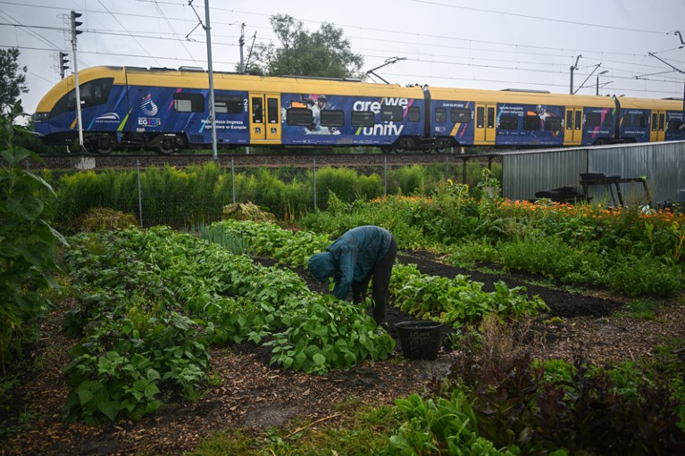 Una mujer recoge verduras de un huerto en una granja urbana junto a las vías del tren mientras pasa un tren.