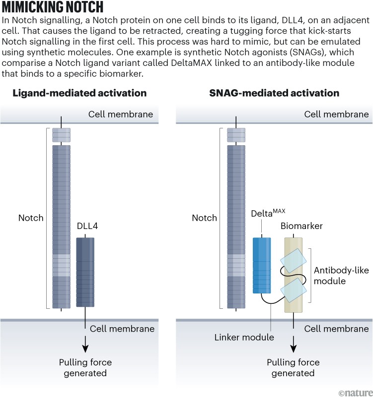 Mimicking Notch: A graphic showing the structure of synthetic notch agonists which, upon binding Notch, mimics the tugging force that induces notch signalling in the cell.