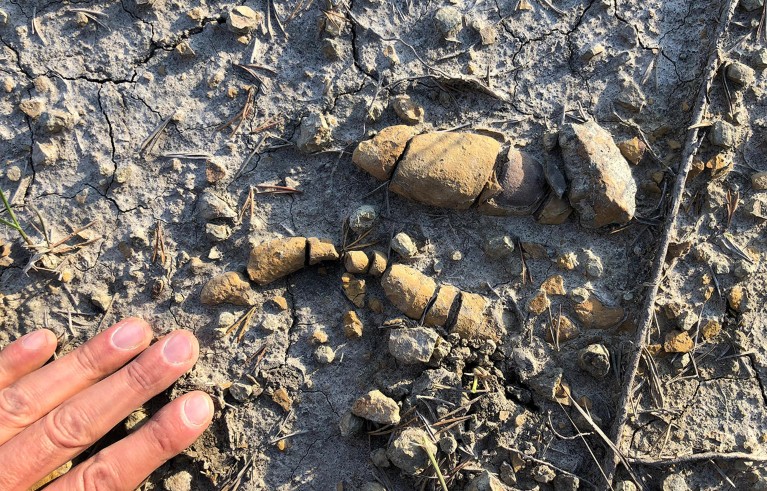 Coprolites of herbivorous dinosaurs with numerous plant remains.