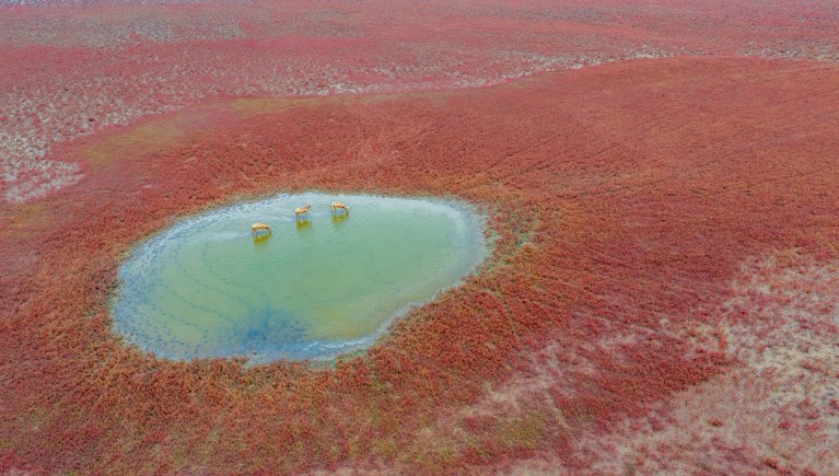 An aerial view of three elks drinking from a small green lake in the colourful Tiaozini wetlands, China