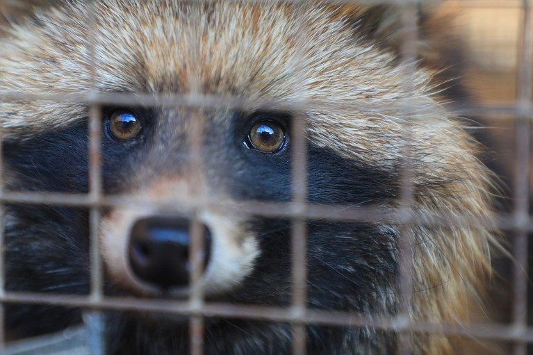 Close up of a raccoon dog in a cage in rural China.