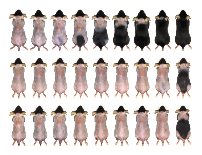 A composite image of mice on different fasting regimes at different stages of hair regrowth