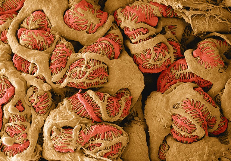 Tan and red SEM of kidney glomerular structure consisting of spherical sections with vein and tubular networks