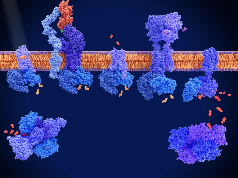 Modello molecolare di quattro recettori accoppiati a proteine ​​G; rodopsina, recettore delle cellule T, recettore della dopamina e recettore dell'acido gamma-aminobutirrico B