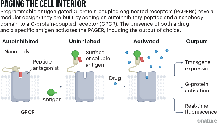 Cercapersone all'interno della cella. Grafico che mostra i recettori programmabili accoppiati a proteine ​​G antigene-dipendenti (PAGERS). Questi hanno un design modulare: sono costruiti aggiungendo un peptide autoinibitore e un dominio nanobody a un recettore accoppiato a proteine ​​G (GPCR). La presenza sia di un farmaco che di un antigene specifico attiva il PAGER, inducendo l'output prescelto.