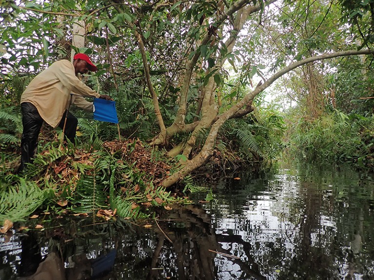 On the left, a man stands amongst trees, holding a panel of blue cloth and netting. He is standing next to a river.