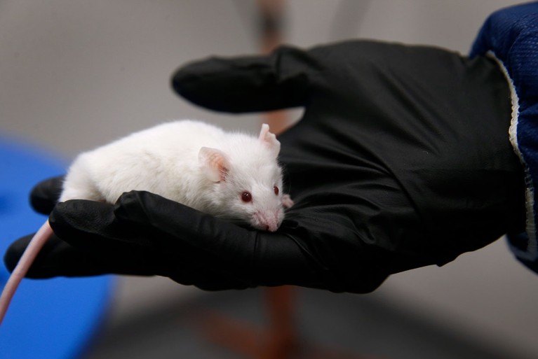 A hand in a black glove holds a white mouse.