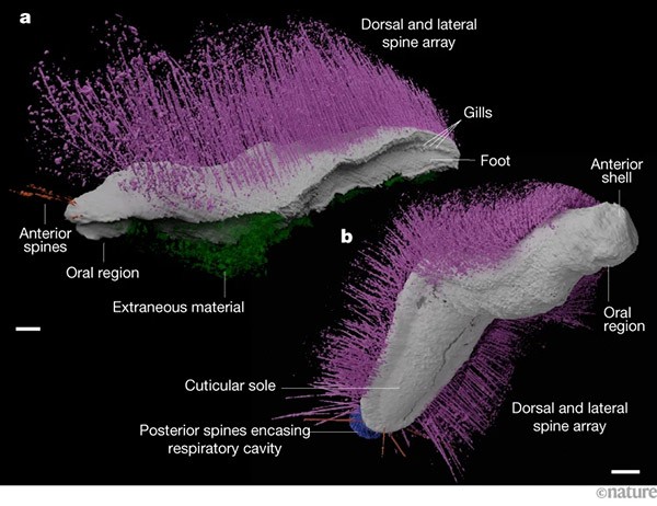 Two virtual reconstructions of approximately 430-million-year-old mollusc fossils, classified as Punk ferox and Emo vorticaudum.