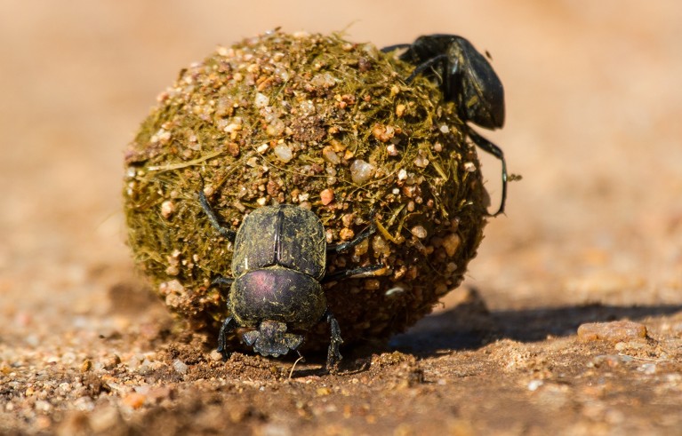 Dung beetles rolling their ball with eggs inside to bury.