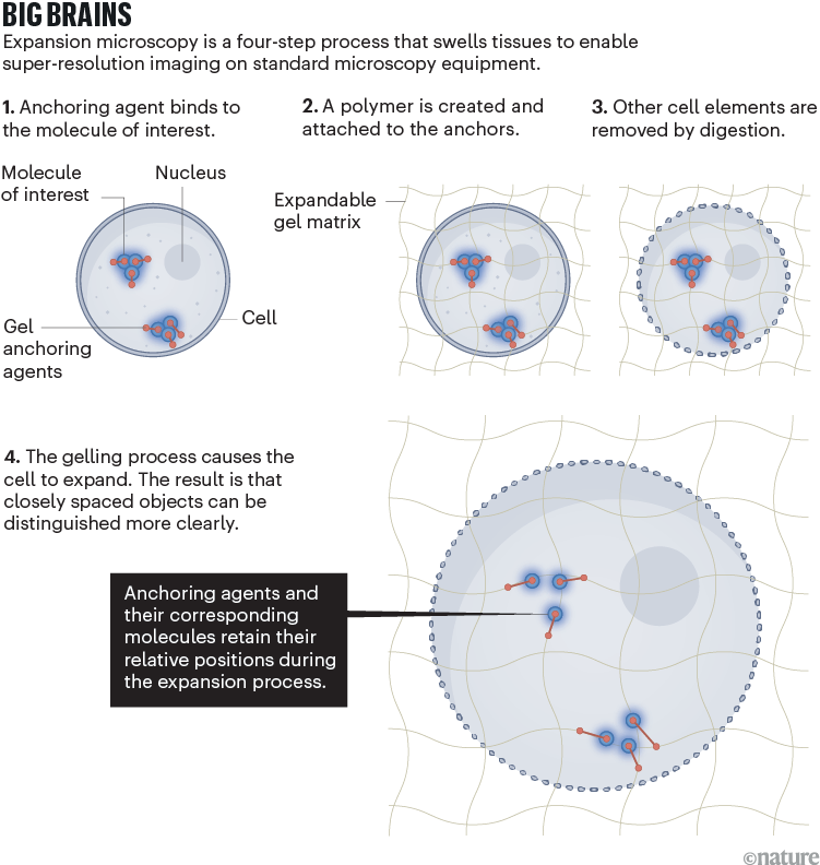 Grandes mentes. Dibujo que muestra los cuatro pasos de la microscopía de expansión. El primer paso identifica los agentes estabilizantes unidos a las moléculas de interés. El segundo paso demuestra cómo crear una matriz de gel expandible y unirla con estabilizadores. En el tercer paso, otros elementos celulares se eliminan mediante digestión. Finalmente, en el cuarto paso, el proceso de cristalización hace que la célula se expanda. El resultado es que los objetos cercanos se pueden distinguir más claramente.