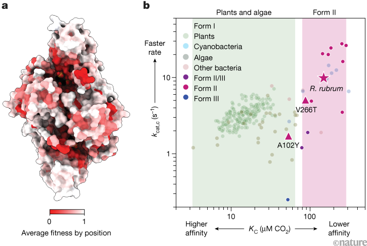 Mass testing of mutant enzymes involved in photosynthesis