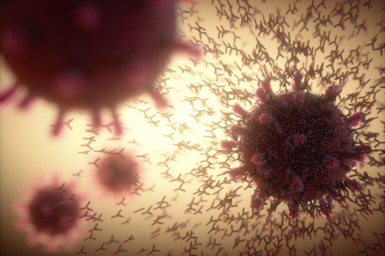 Illustration of immune response to SARS-CoV-2 showing y-shaped antibodies flocking towards a coronavirus particle