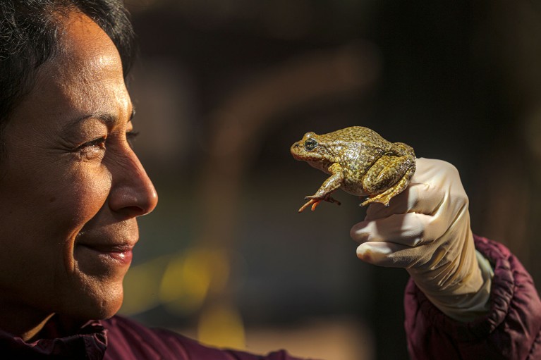 USGS biologist Elizabeth Gallegos holds an endangered yellow-legged frog.