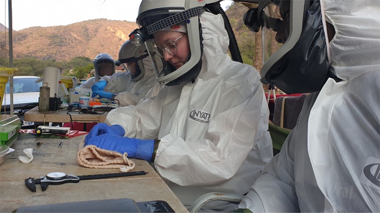 Dr. Mariette and a colleague checking the microchip in a bat in a makeshift field laboratory