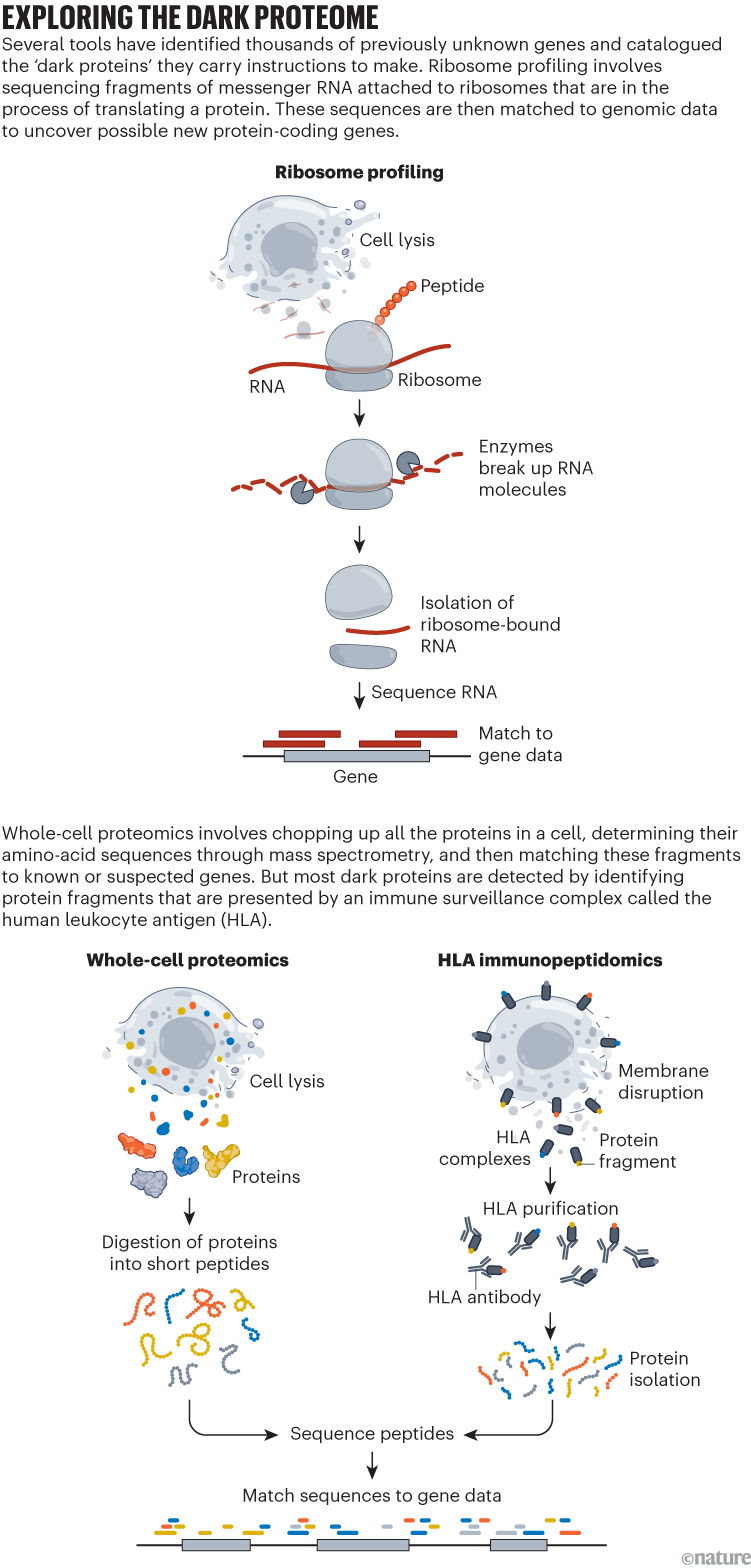 Exploring the dark proteome: infographic that shows techniques used to identify proteins from non-conventional open reading frames, known as 'dark proteins'.