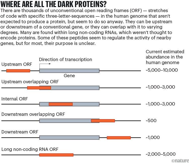 Where are all the dark proteins? : Graphic that shows where the open reading frames for dark proteins can be in relation to conventional coding regions in the genome.