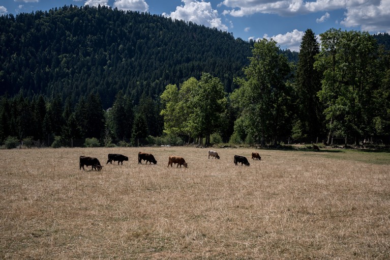 Cows graze in a drought-afflicted field near Les Brenets along the border of France and Switzerland during a heatwave in 2022.