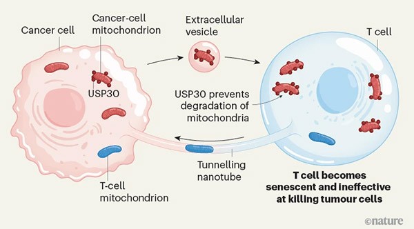 An infographic showing how cancer cells can pass defective mitochondria into T cells and simultaneously take the T cell’s functional mitochondria through a nanotube formed between the two cells.