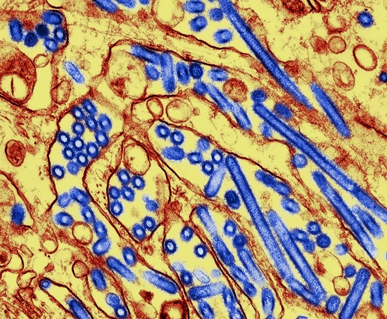 Coloured transmission electron micrograph (TEM) of influenza A virus particles of avian flu strain H5N1.