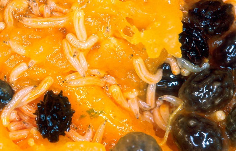 Close-up of fruit fly larvae (white) in a papaya fruit.