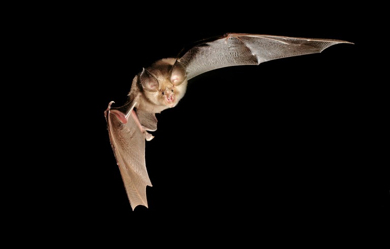 A Greater Horseshoe Bat in flight.