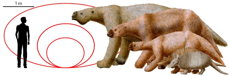 Illustration of sizes based on fossils of two large species of sloth that were found in southern Brazil.