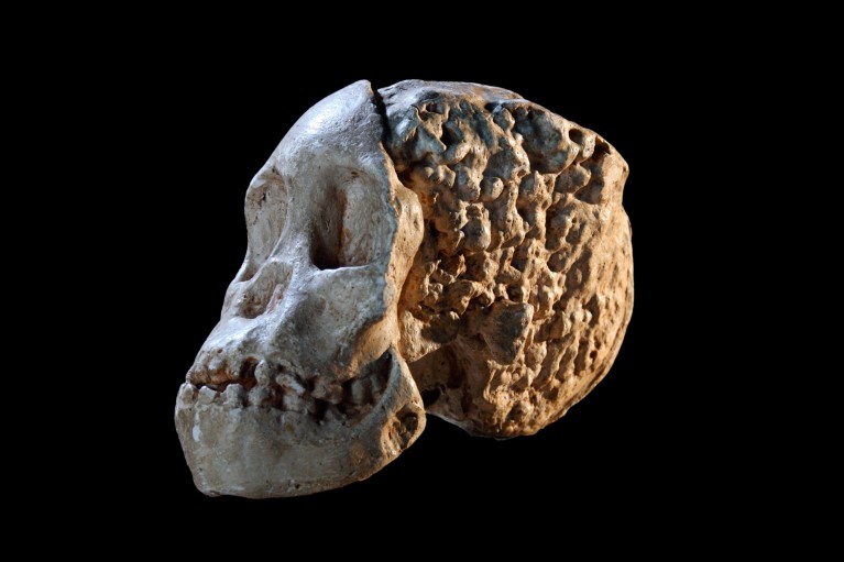 A close-up of the Taung Child skull isolated on a black background