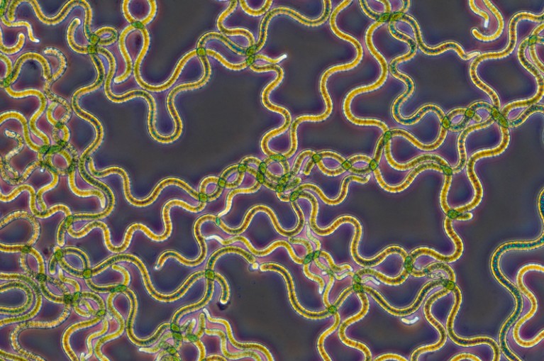 Light micrograph of Spirulina platensis cyanobacteria filaments which look like green works on a dark blue background