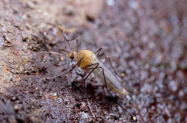 Close up view of a newly hatched Culex pipiens molestus mosquito.