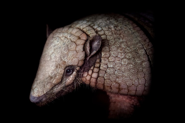 A portrait of an armadillo with thick armoured skin on a black background