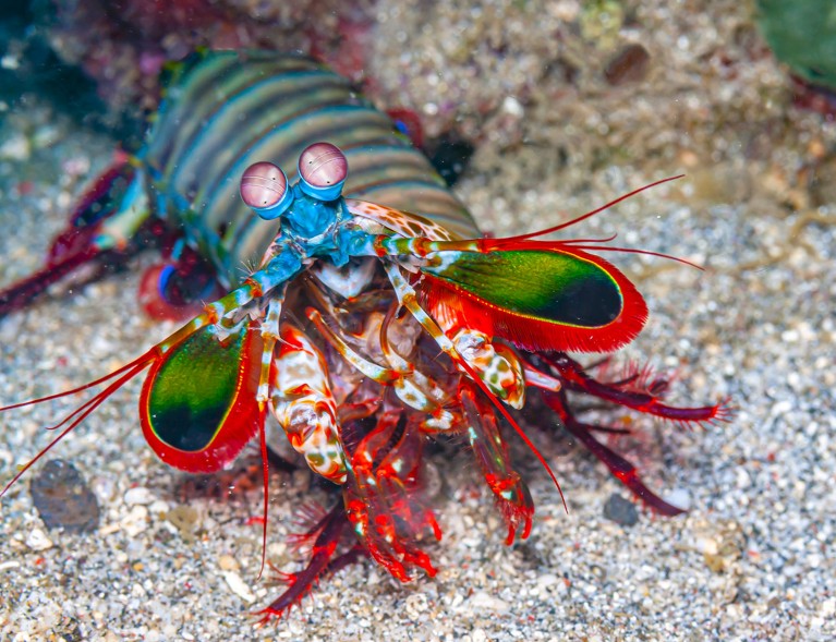 Un colorato gambero di mantide raffigurato in una barriera corallina al largo della costa Sulawesi nel Pacifico meridionale.