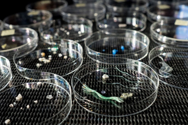 Close up view of Petri dishes of different types of microplastics found during the eXXpedition voyage across the North Atlantic Ocean.