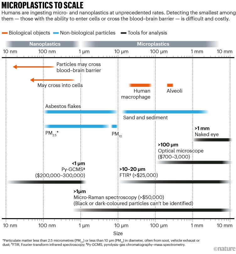 MICROPLASTICS TO SCALE: infographic showing the relative sizes of different micro- and nanoplastics that can be ingested by humans.