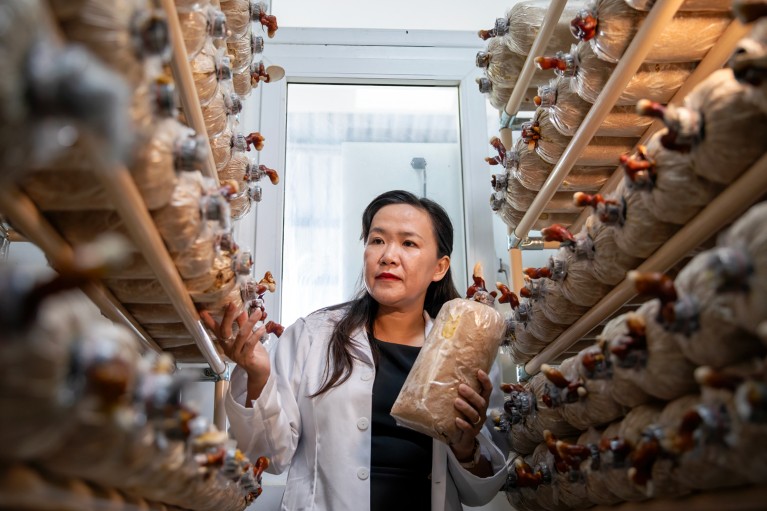 Ho Thi Thanh Van inspects Ganoderma mushroom cultures in the laboratory