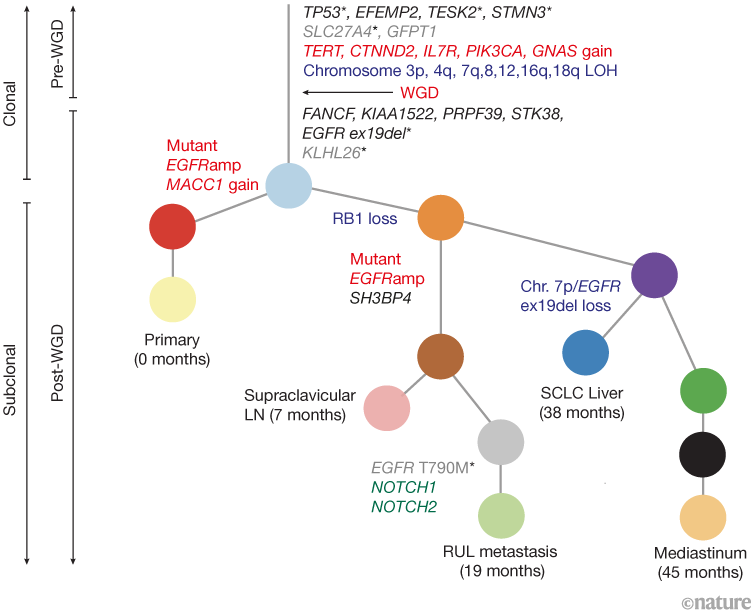 Cancer evolution could inform targets for personalized anticancer