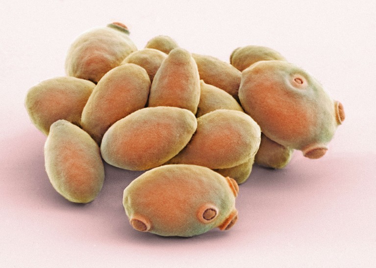 Coloured scanning electron micrograph of cells of brewer's, or baker's, yeast (Saccharomyces cerevisiae).