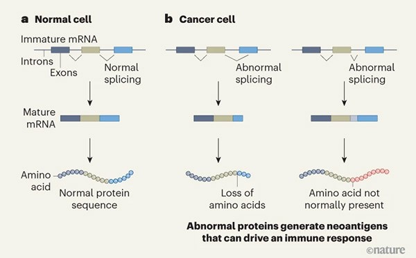 Infographic illustrating the abnormal processing of messenger RNA in cancer cells.